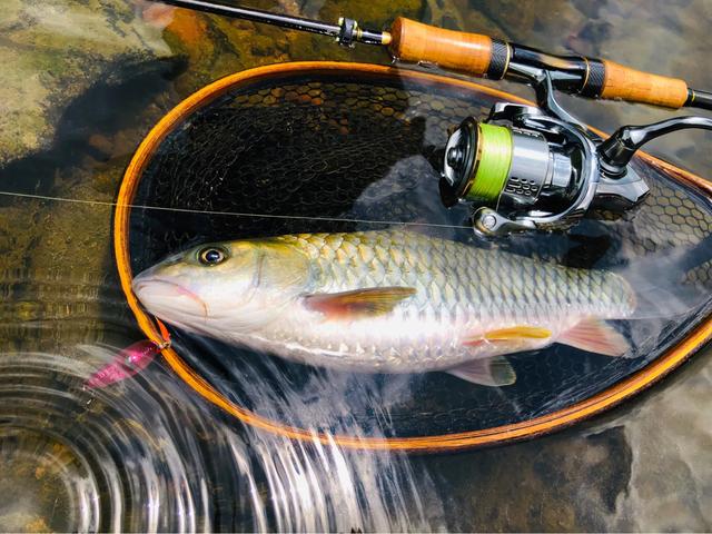 头条问答 - 入冬钓了鲮鱼不好钓了是为什么?有什么钓鱼的小技巧吗?