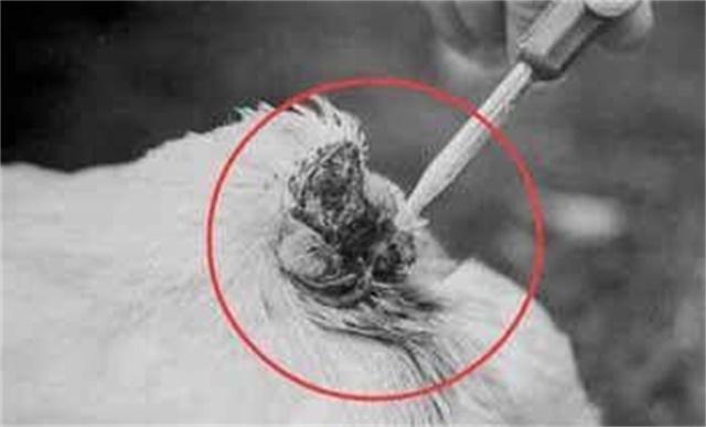 世界上最后一只凤凰图片真实，国外一只公鸡被斩掉头部后仍活了18个月，这到底是为什么