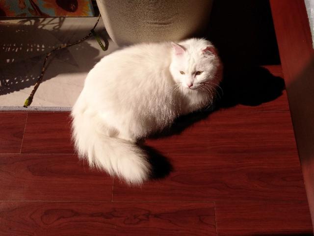 好家猫:这种猫叫什么？品相如何？