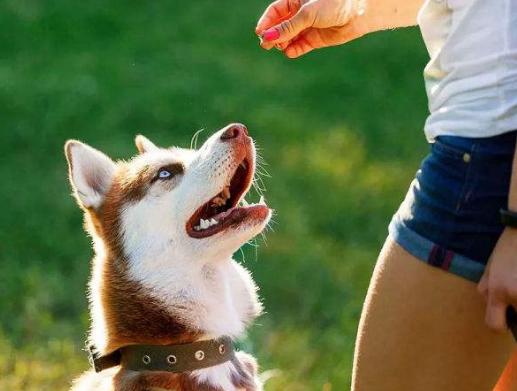开心狗狗:什么狗狗会哄人开心，带来欢乐？为何？
