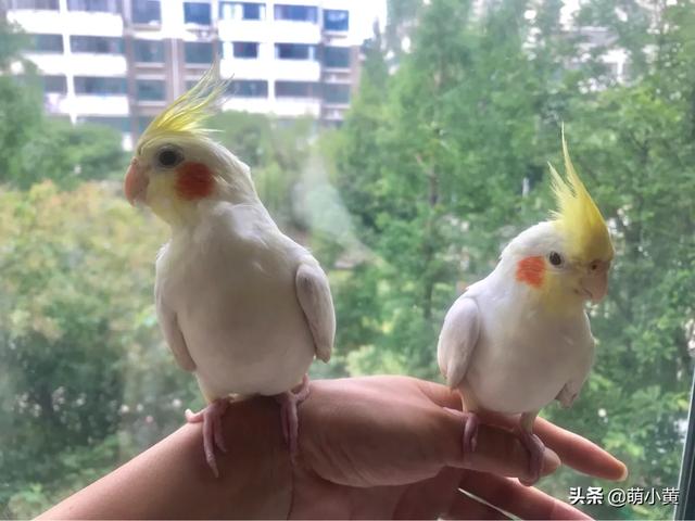 粉红凤头鹦鹉的喂食要点:玄凤鹦鹉夏天可以放在户外飘窗上养吗？