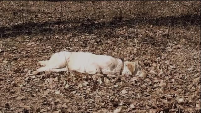 类似第一只狗的电影:动物题材类电影，你认为最为经典的是哪一部？