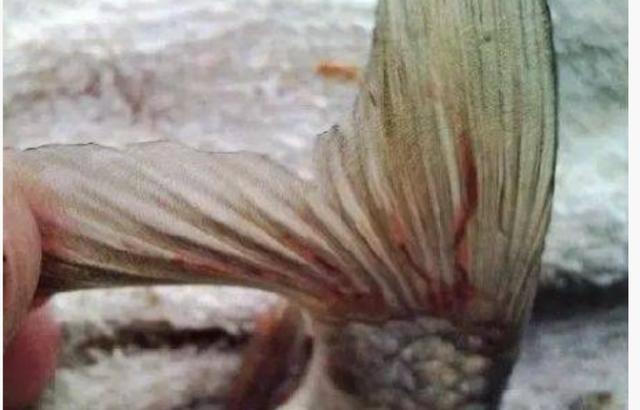 红线虫的危害:红线虫的危害 螃蟹短 水稻红线虫什么时候用药？