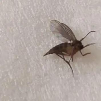 头条问答 家里有小飞虫怎么清除 65个回答