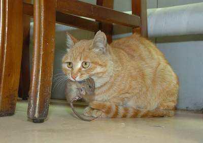 甘肃 猫坚强:短期出门，怎样安置猫猫？ 猫坚强视频