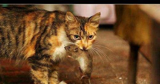 甘肃 猫坚强:短期出门，怎样安置猫猫？ 猫坚强视频