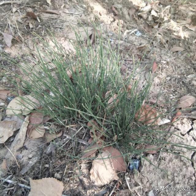 秋田蕗种植技术:什么除草剂能杀死节节草？