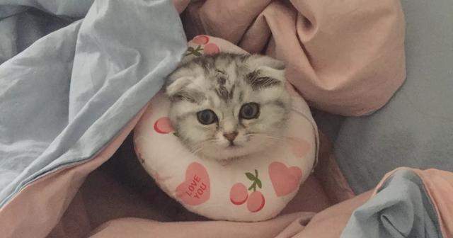折耳虎斑猫的特点:猫猫耳朵很小，是折耳猫吗？如何辨别呢？