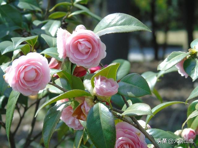 最旺家的六种花草,养花的屋里必须养臭海棠吗？