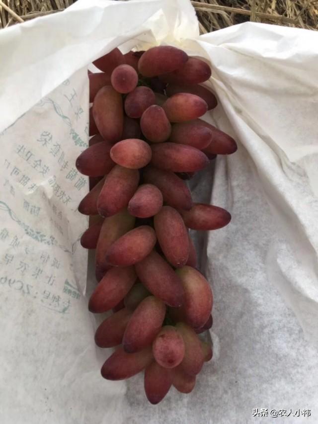 红乳葡萄缺点:红乳葡萄如何种植？红乳葡萄种植技术？