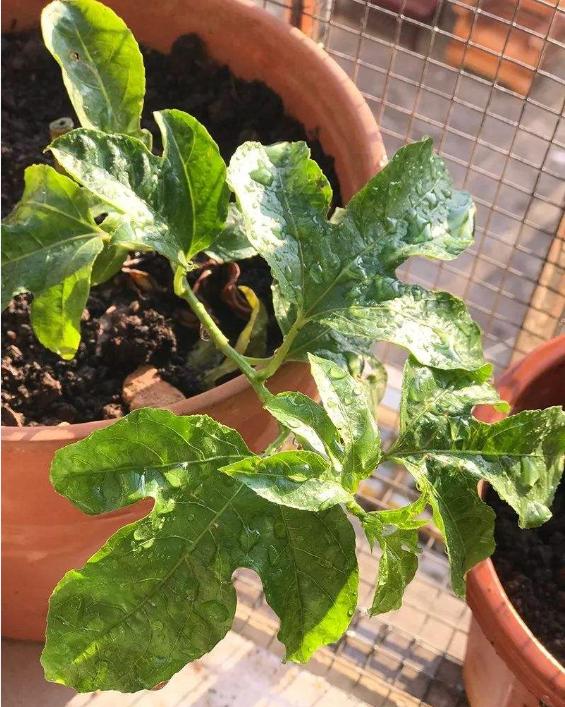 百香果是什么季节的水果,现在这个季节适合种百香果吗？