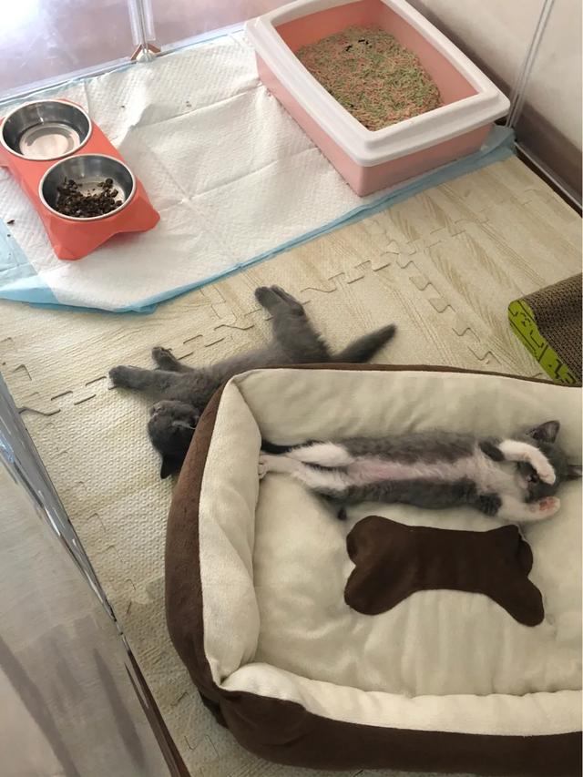 蓝猫:想养一只蓝猫，在哪里买合适？