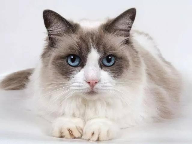 泰国小香猪:十二星座的专属宠物是哪些？