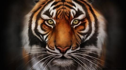 捏住老虎的后颈肉,它会不会像猫一样变乖?