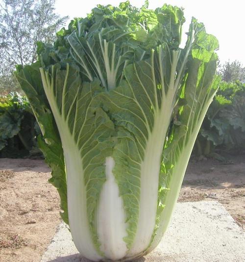 广东冬季养生该吃的蔬菜,冬季吃什么蔬菜,水果可有效预防感冒(预防