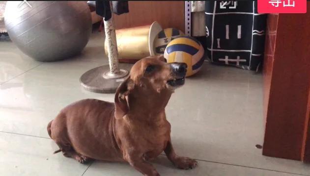 狗狗什么时候开始认主？插图30