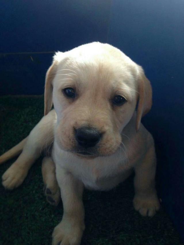 德国牧羊犬阿托斯后代:德国牧羊犬西米后代 吉娃娃跟德牧的后代是什么样？