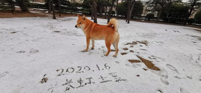 养狗这件事的主题曲:虹畔馨苑里养狗的多不多？遛狗的都拴狗绳吗？有流浪宠物吗？ 养狗相关的主题曲