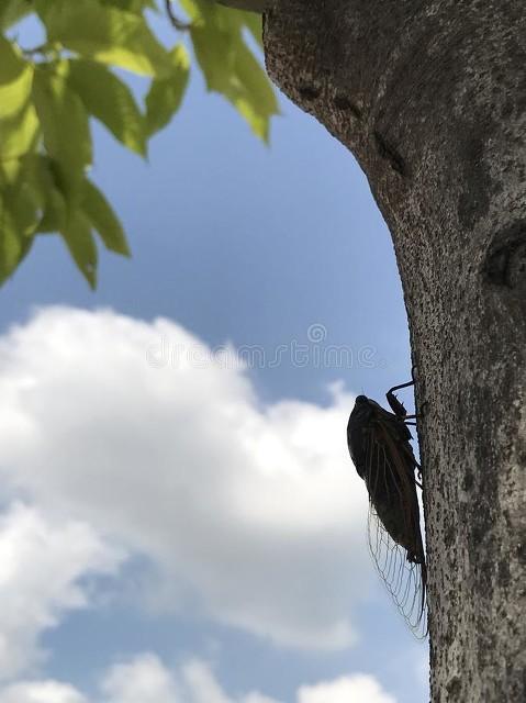 幼蝉猴怎么抓百度作业帮:有什么省事省力的方法，可以抓到蝉？