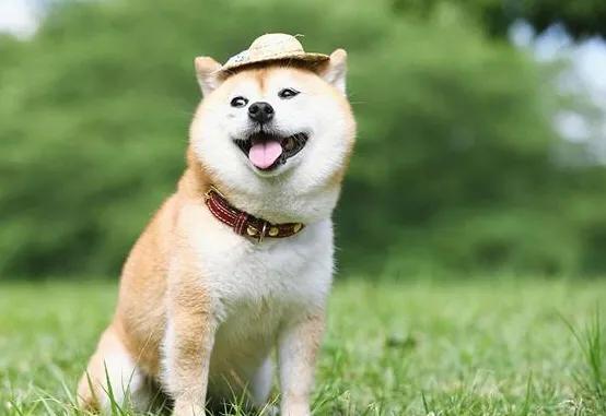 柴犬优缺点 柴犬优缺点:养柴犬好吗？你养过柴犬吗？ 母柴犬和公柴犬撒狗粮