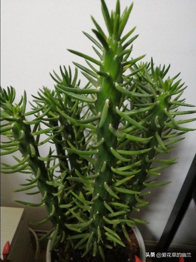 巴西龙骨受冻图片:请各位老师看看我的龙骨截顶后，一个多月了不发芽？