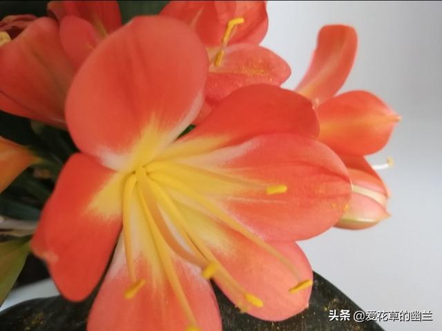 假昙花和蟹爪兰哪个好养:家养的花里，哪些花最好养？