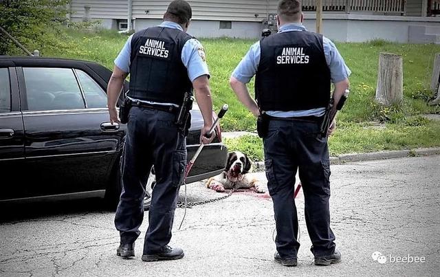 狗咬人图片:为什么恶犬伤人事件频发？