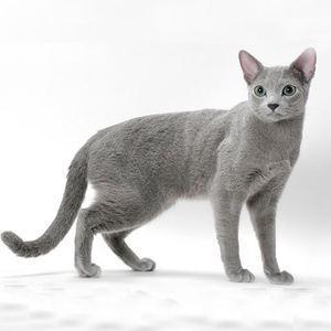 蓝猫:为什么说蓝猫是最不值钱的猫？ 蓝猫英短