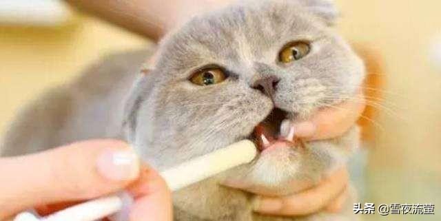 猫瘟用过的东西:养过一只得了猫瘟没救活的猫，在新家可以再养猫吗？