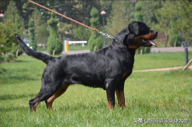罗维纳犬报价:一只好点的罗威纳犬，大概要多少钱，为什么？