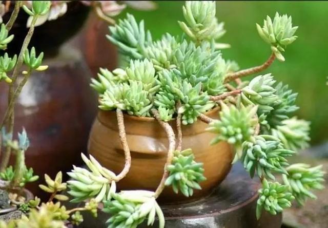 多肉景天科长生草属有哪些植物:这是什么品种的多肉植物？