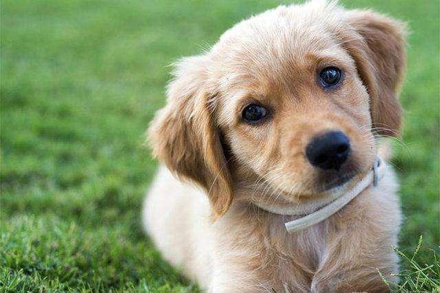 狗狗冲冲冲免费下载:泰迪犬不听话了，有什么办法让它更加服从吗？
