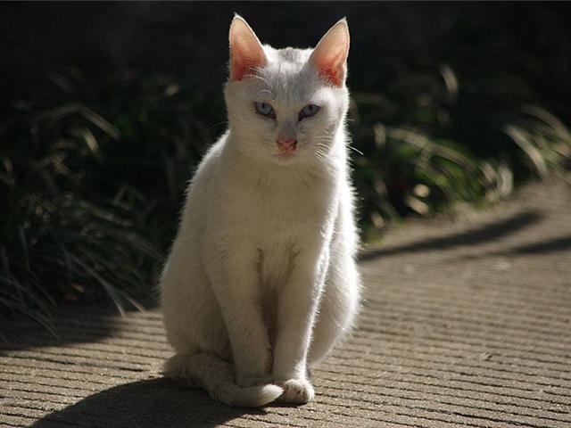 马恩岛猫问答:流浪猫为什么不吃馒头？它不是肚子饿吗？