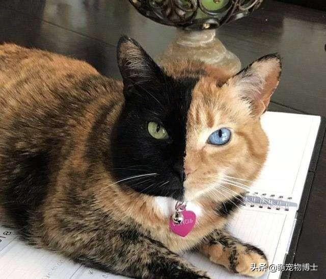 玳瑁:玳瑁猫有没有貌美的例外存在？