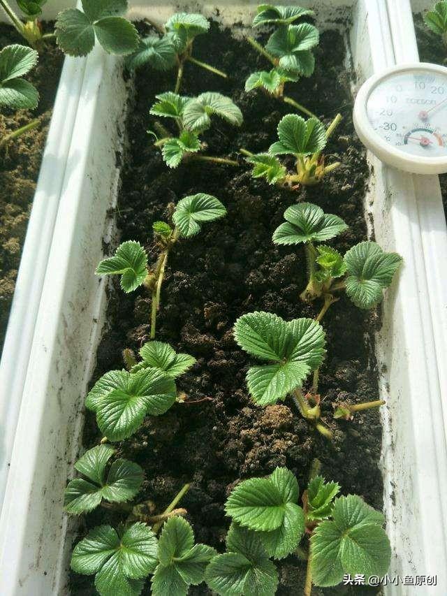 双色草莓和紫草莓混养:双色草莓可以和什么鱼混养 草莓重茬种植常死苗，怎么办啊，有哪些防止方法？