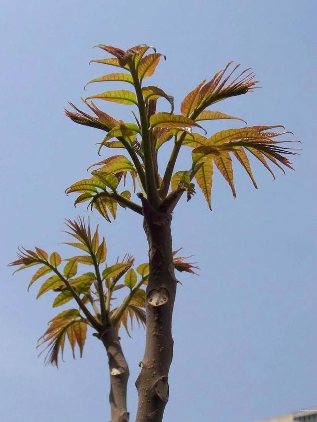 香椿叶子长成绿色了还能吃吗?-百科网