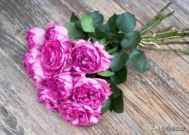 欧洲月季花品种介绍:月季花品种介绍大全 为什么有的花友，夏季就把月季养成光杆了？