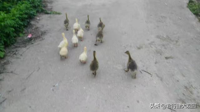 斯芬克斯猫加热:“白毛浮绿水,红掌拨清波”你知道怎么饲养家鹅么？