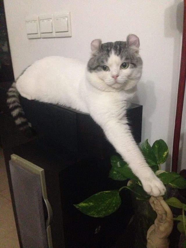 班卓猫爬架:捡到一个猫爬架，如何消毒？