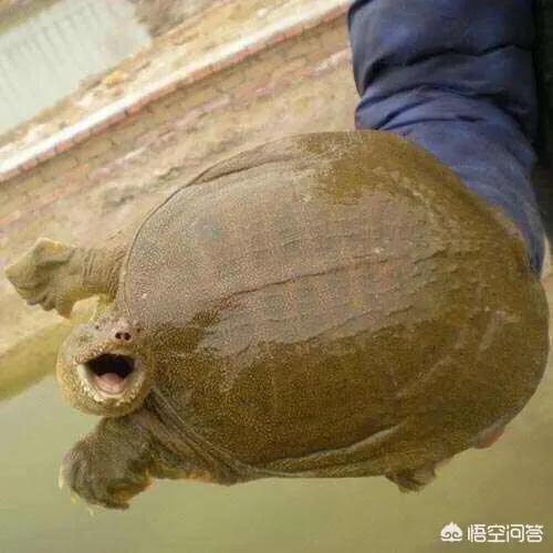 水鱼图片:水鱼图片高清 甲鱼裙边完整和裙边尾部有缺口一样吗？