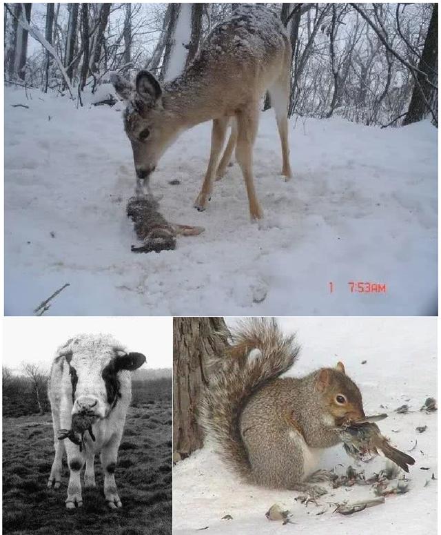 反刍动物生产力:反刍动物生产性能 为什么草食动物也能吃肉，肉食动物却很少吃草？