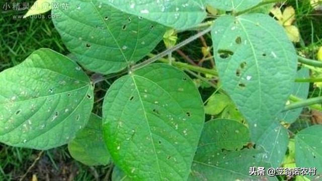 玉米地蚜虫怎么防治:种植小豆虫害较多如何防治？怎么科学种植增产？