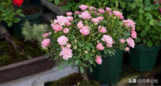 小狗种美丽鲜花:磷酸二氢钾适用于什么花？