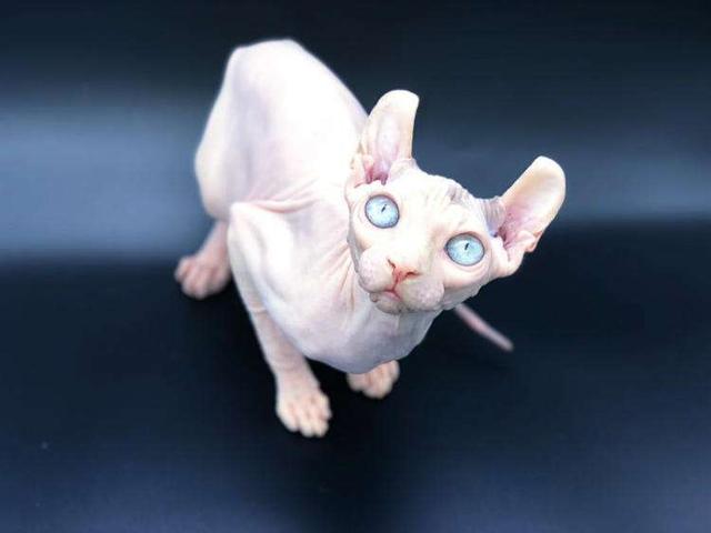短腿猫的基因缺陷:蓝猫短腿为什么比长腿贵？