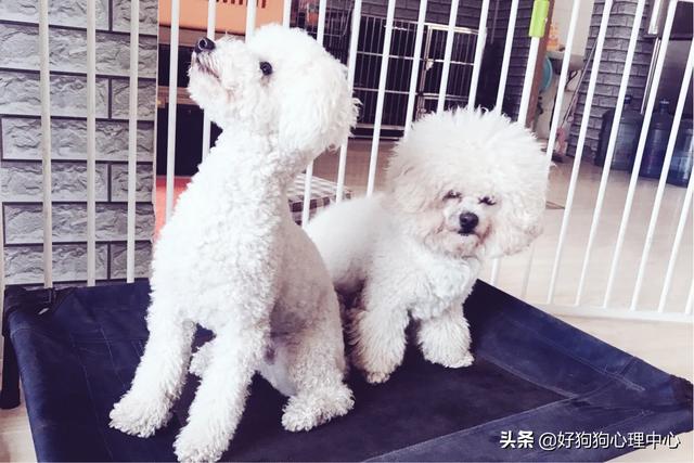 狗狗多久换成犬粮食:狗狗换新粮食应该怎么换，大概怎么个过程？