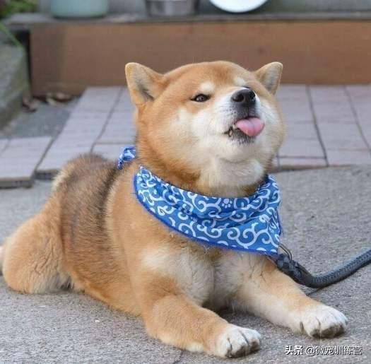 日本 救助犬:你会支持流浪动物救助行动吗？