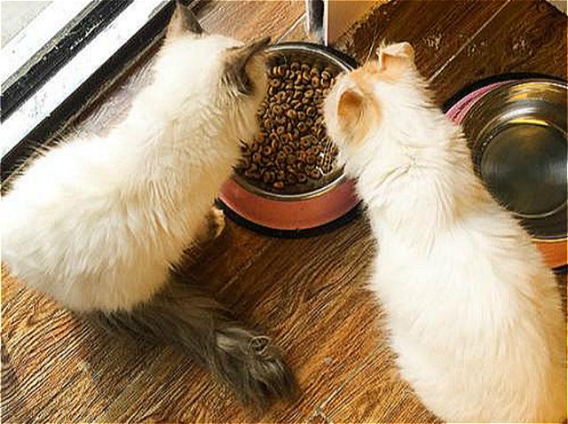 猫用尾巴钓鱼:猫用尾巴钓鱼视频 用泥鳅作饵料钓鱼除了能钓到翘嘴鱼，还能钓到什么鱼？
