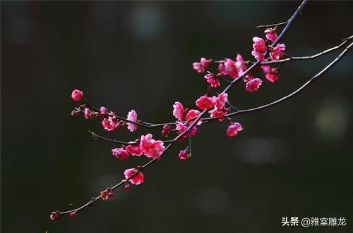 真德秀:《游园不值》表达了诗人怎样的情感？