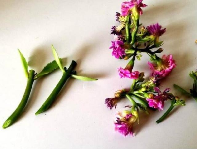长寿花有毒吗:长寿花、好运花有毒吗，能放家里吗？
