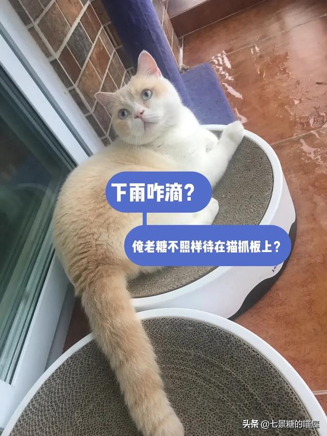 搓手猫现在怎么了:你和你收留的流浪猫，如今怎么样了？